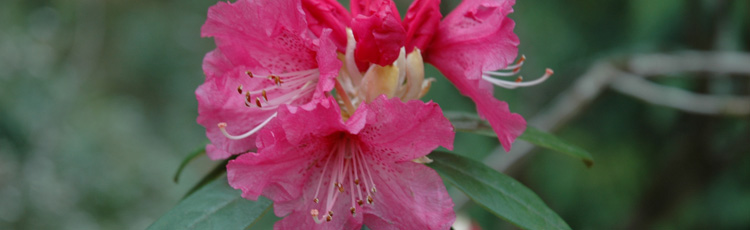 Overwintering-Rhododendron-and-Azalea-Growing-in-Containers-THUMB.jpg
