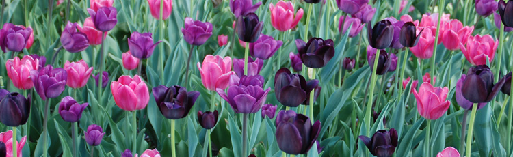 To-Dig-Up-Tulip-Bulbs-or-Not-THUMB.jpg