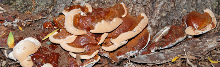 Mushrooms-Growing-at-the-Base-of-Maple-Tree-THUMB.jpg