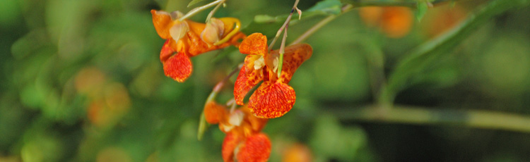 073115_Jewelweed_Pain_Relief_for_Stinging_Nettle_and_Poison_Ivy.jpg
