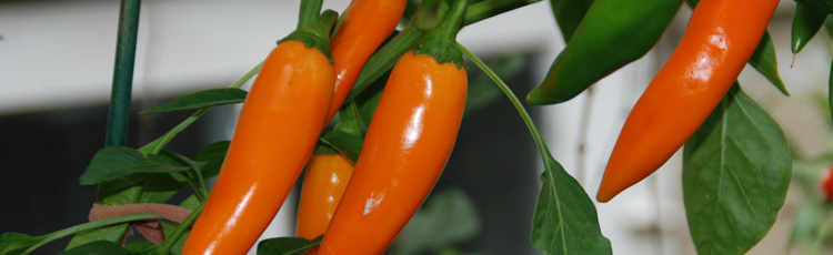 092815_Nutritious_and_Delicious_Peppers.jpg