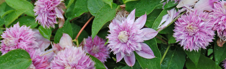 Controlling-Clematis-Size-THUMB.jpg