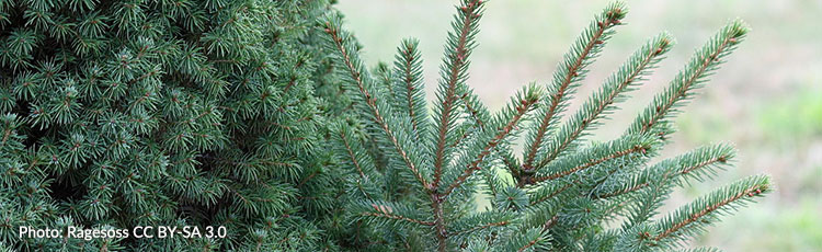 081920_Dwarf_Alberta_Spruce_Sprouts_Unusually_Large_Growth-THUMB.jpg