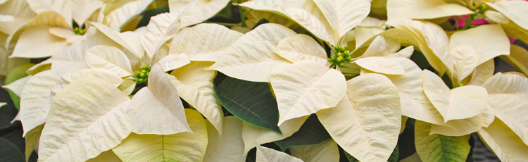 Poinsettia-Dropping-All-Its-Leaves-THUMB.jpg