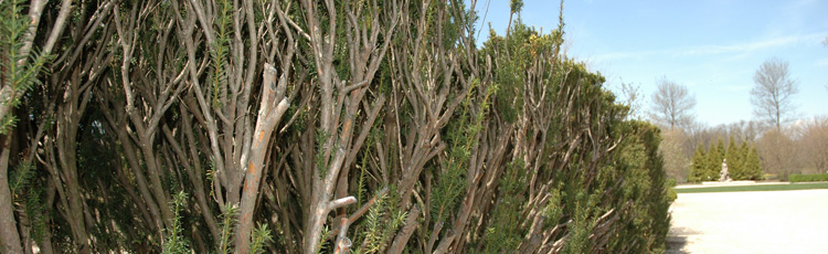 Pruning-Overgrown-Yew-THUMB.jpg