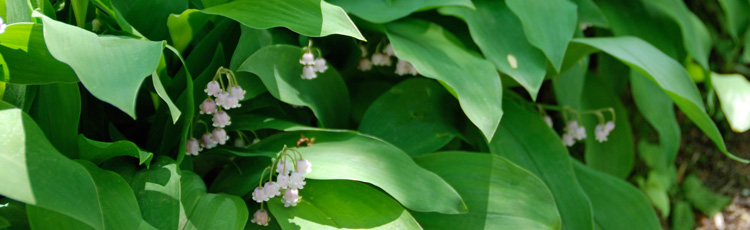 Lily-of-the-Valley-and-Raspberry-Bushes-Turning-Brown.jpg