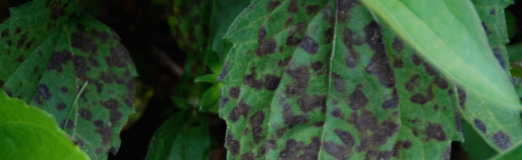 Spots-on-Leaves-of-Black-Eyed-Susan-THUMB.jpg