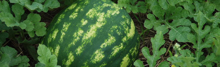 2013_499_MGM_Year_of_Watermelon.jpg