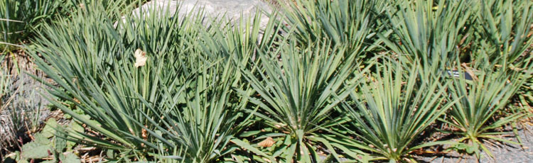 Growing-Yucca-from-Cuttings.jpg