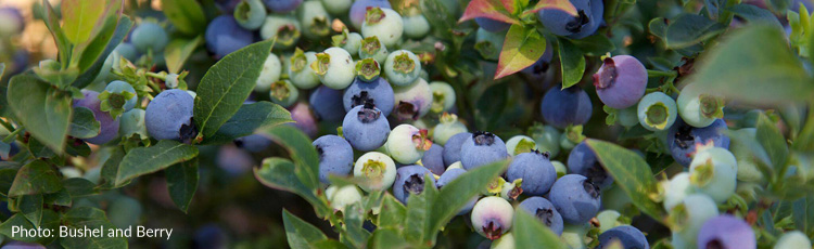 061917_Compact_Berry_Plants_for_Containers_and_Gardens.jpg