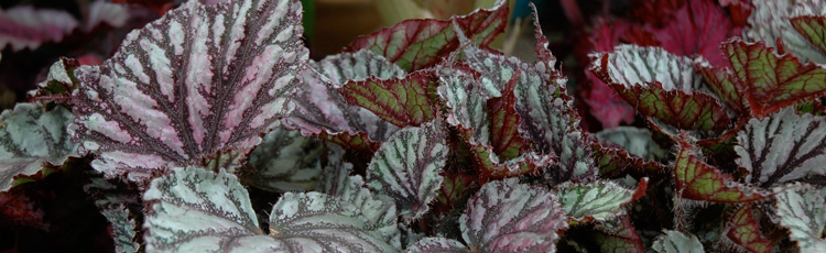 020117_Starting_New_Begonia_Plants_from_a_Leaf.jpg