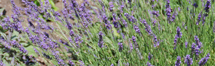 Keeping-Lavender-Alive-Through-Cold-Winters.jpg
