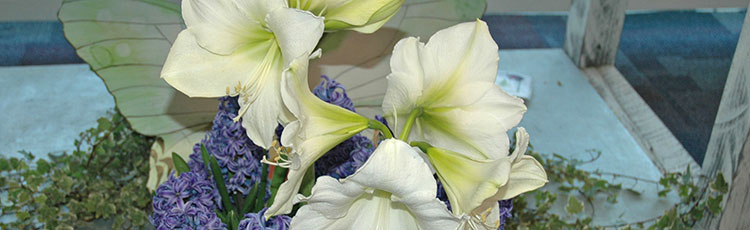122519_Why_Your_Amaryllis_Didnt_Bloom_for_the_Holidays-THUMB.jpg