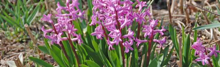 No-Flowers-on-Hyacinths-THUMB.jpg