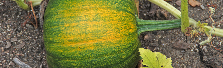 How-to-Tell-When-Squash-are-Ready-to-Harvest-THUMB.jpg