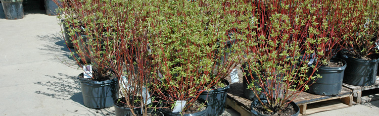 112513_Winter_Care_for_Unplanted_Trees_Shrubs_and_Perennials.jpg