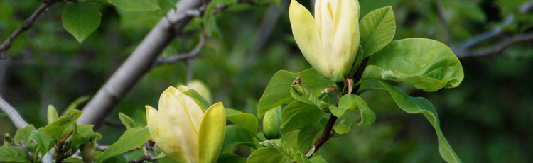 Summer-Blooming-Magnolia-THUMB.jpg