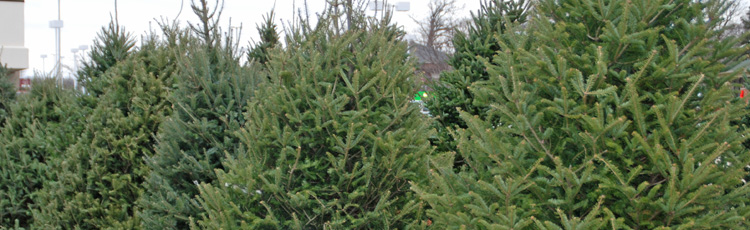 112913_Balsam_Fir_Christmas_Tree.jpg