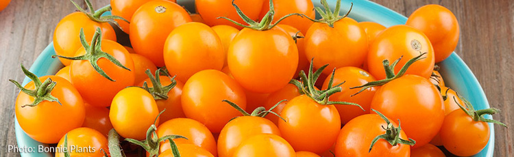 042417_Choose_the_Best_Tomato_for_Your_Favorite_Recipes.jpg