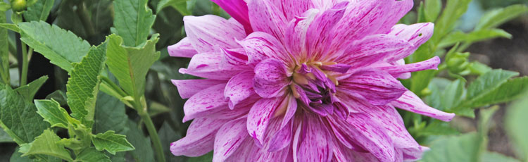 040119_2019_Year_of_Dahlia_One_for_Any_Size_and_Type_of_Garden-THUMB.jpg