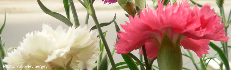010614_Januarys_Birth_Flower_Carnation.jpg