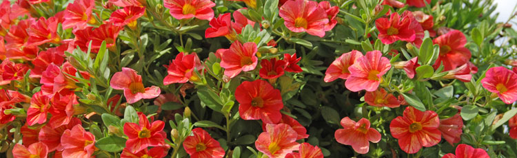 050918_Colorful_Easy_Care_Calibrachoa_for_Mothers_Day.jpg