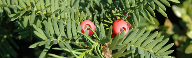 Pruning-Yew-in-Summer-THUMB.jpg