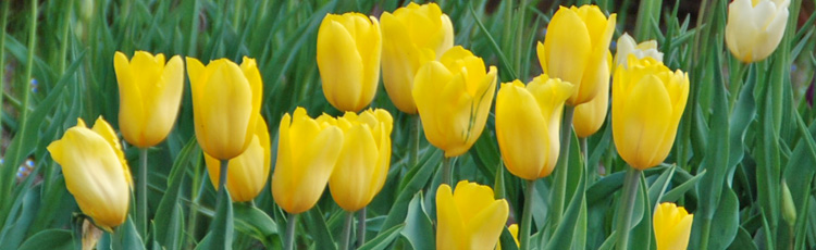 Tulip-Flowers-Have-Mutated-to-Yellow-THUMB.jpg