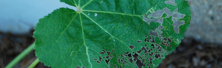 Hollyhock-Leaves-Look-Like-Lace-THUMB.jpg