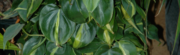 030716_Easy_Care_Philodendron.jpg
