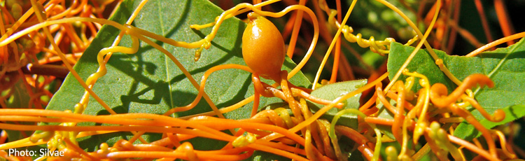 Orange-Vine-Growing-on-Shrubs-THUMB.jpg