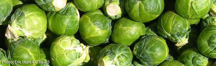 Increase-Yield-of-Brussels-Sprouts-THUMB.jpg