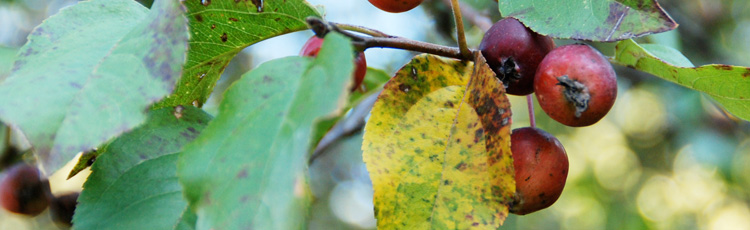 Spotted-Yellowing-Leaves-on-Crabapple-THUMB.jpg