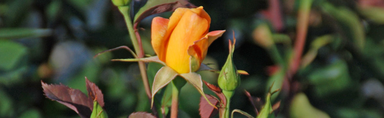 Rose-Buds-Turned-Brown-and-Never-Opened.jpg