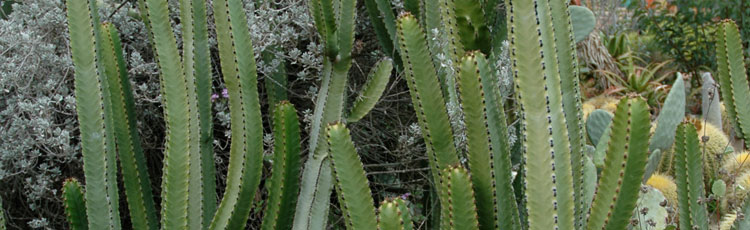 Start-Cactus-from-Cutting.jpg