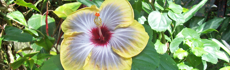 Preparing-Tropical-Hibiscus-to-Go-Back-Outdoors-in-Spring.jpg