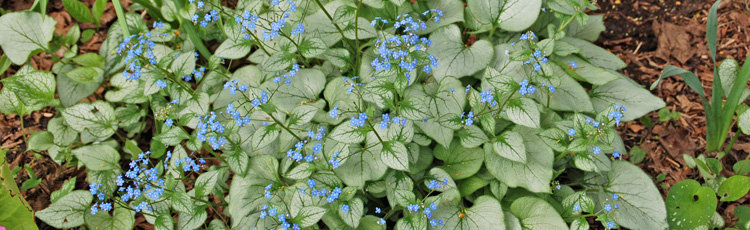 2011_283_MGM_Jack_Frost_Brunnera_Perennial_Plant_of_the_Year.jpg