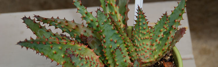 Sharing-Aloe-Plant.jpg