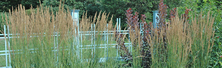 Ornamental-Grasses-Tolerant-of-Cold-Winters-and-Clay-Soils.jpg