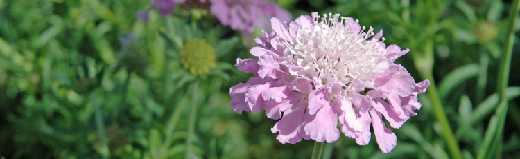 Pointers-on-Pincushion-Flower.jpg
