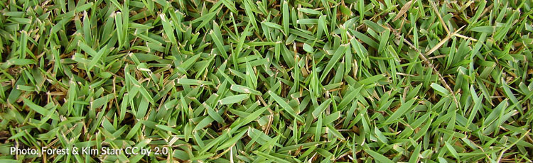 Growing-Zoysia-Grass-in-the-North.jpg