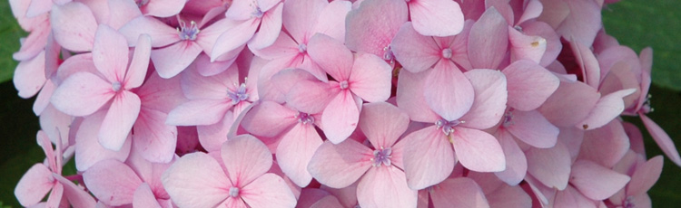 Pink-Flowered-Hydrangea-Hasnt-Bloomed-THUMB.jpg