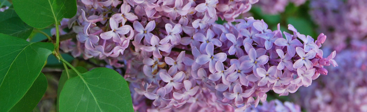 Keep-Cut-Lilac-Flowers-Fresh-THUMB.jpg