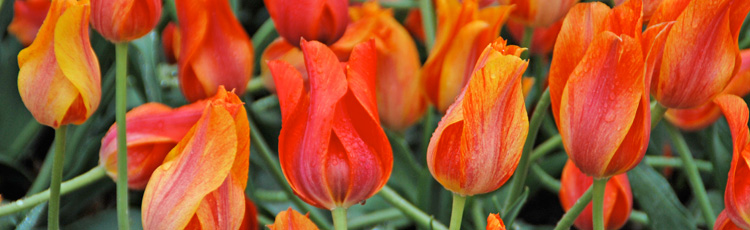 Care-of-Tulips-and-Hyacinths-THUMB.jpg