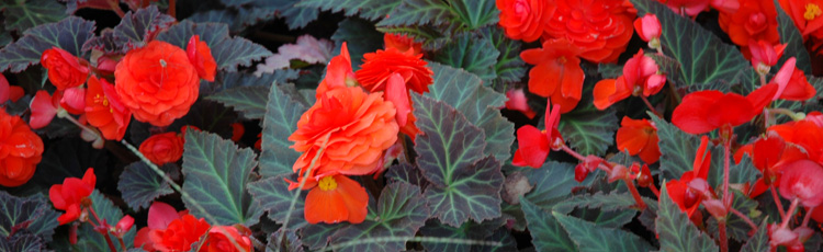 Difference-Between-Non-Stop-and-Tuberous-Begonias-THUMB.jpg