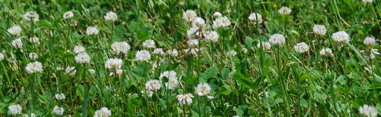 Clover-in-the-Lawn-THUMB.jpg