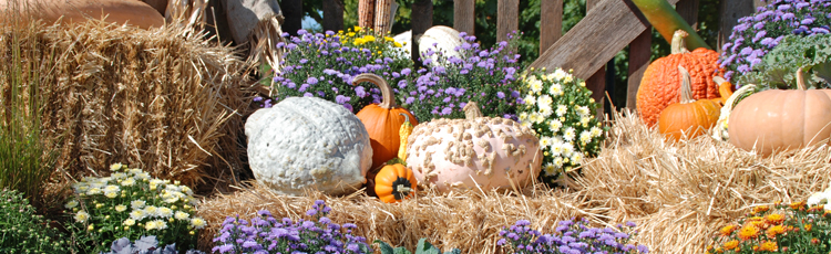 2013_559_MGM_Fall_Decor_for_Your_Landscape.jpg