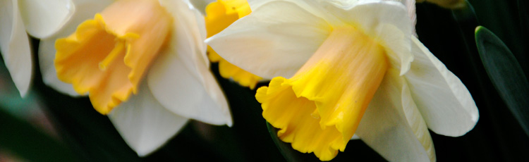 Do-Not-Mix-Daffodils-with-Other-Cut-Flowers-THUMB.jpg