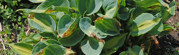 Hosta-with-Funny-Looking-Leaves-THUMB.jpg