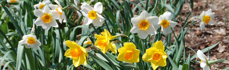 022515_Extend_the_Vase_Life_of_Daffodils.jpg
